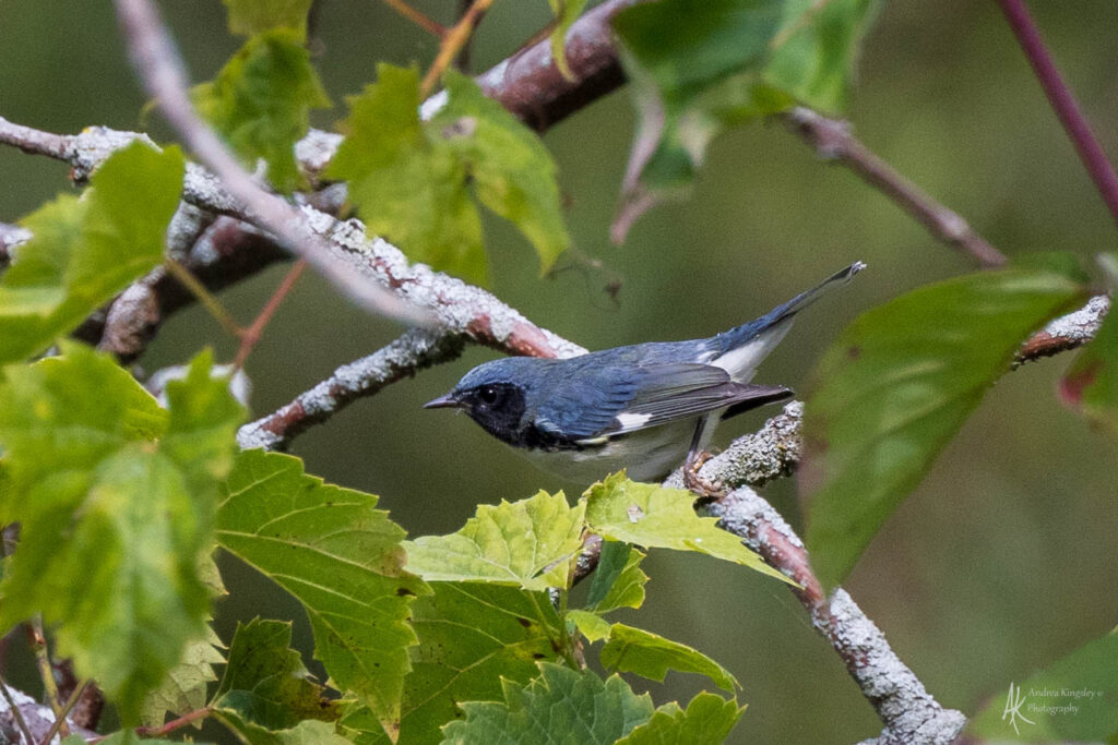Black-throated Blue Warbler (Presqu'ile)