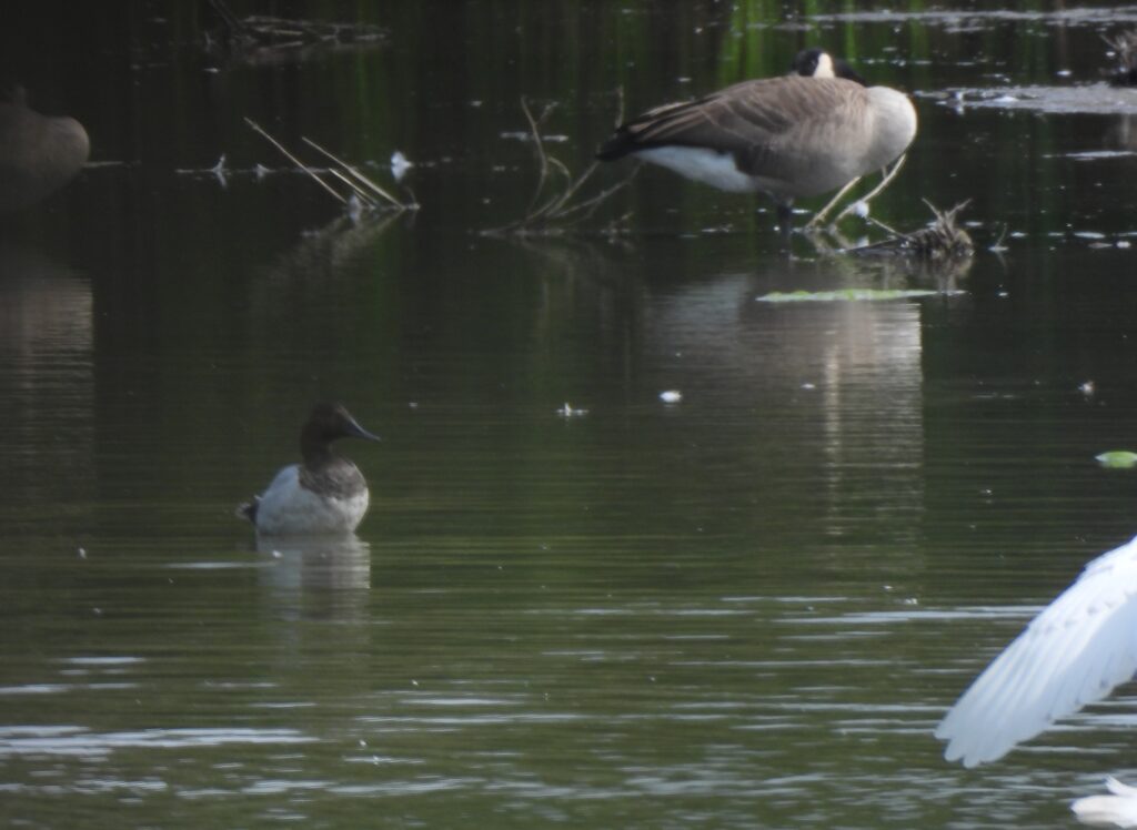 Canvasback (Rotary Park)