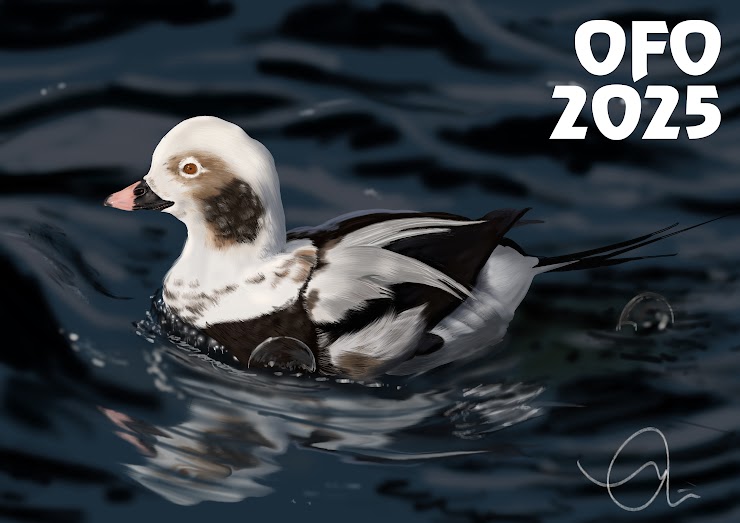 Photo of a long-tailed duck