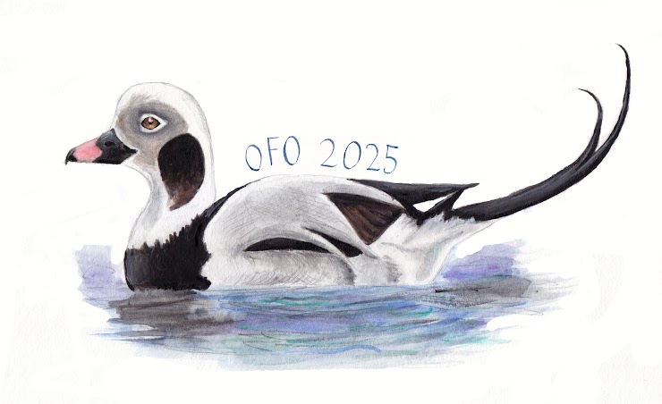 Long-tailed duck drawing